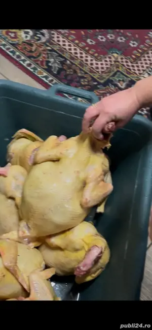 pui de carne - imagine 2