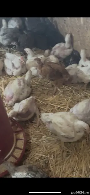 pui de carne - imagine 3