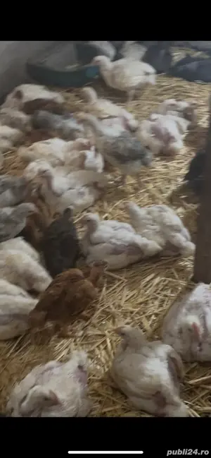 pui de carne - imagine 4