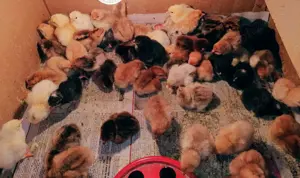 Pui de gaina romanesti de tara - 2-3 zile