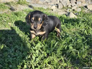 vand pui tekel mascul - imagine 4