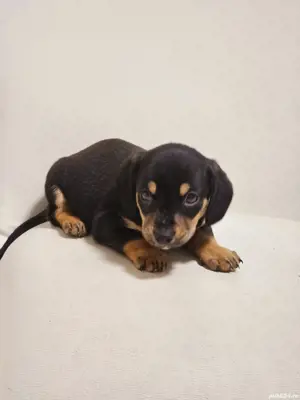 vand pui tekel mascul - imagine 2