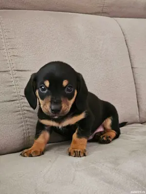 vand pui tekel mascul