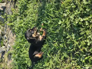 vand pui tekel mascul - imagine 5