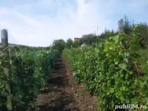 Vând vie și livadă 3000mp