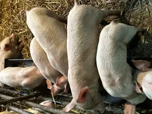 Purcei de vânzare de 8 saptamani  - imagine 4 Purcei de vânzare de 8 saptamani  - imagine 4