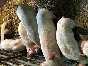 Purcei de vânzare de 8 saptamani 