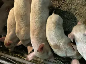 Purcei de vânzare de 8 saptamani  - imagine 2 Purcei de vânzare de 8 saptamani  - imagine 2