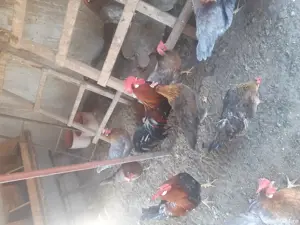 Gaini italiene 2024 - imagine 3