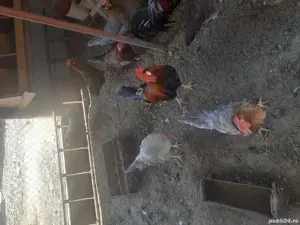 Gaini italiene 2024 - imagine 4