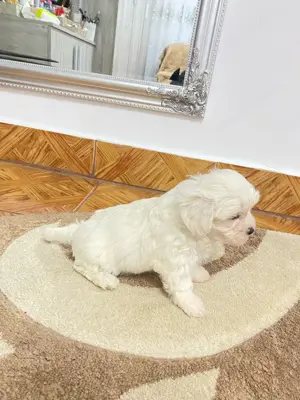 Pui bichon maltese în IAȘI - imagine 3