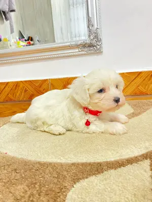 Pui bichon maltese în IAȘI - imagine 2