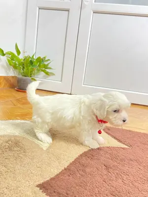 Pui bichon maltese în IAȘI