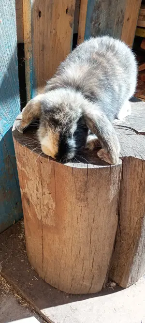 vand pui berbec german arlechin - imagine 2 vand pui berbec german arlechin - imagine 2