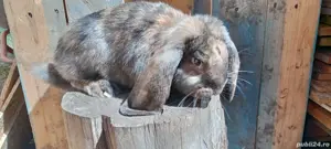 femele berbec german  - imagine 4