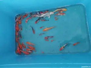 vand crap koi - imagine 3 vand crap koi - imagine 3