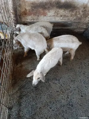 purcei Mangalita cu origine - imagine 2