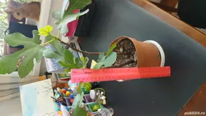 Smochini galbeni anul 2 - imagine 3