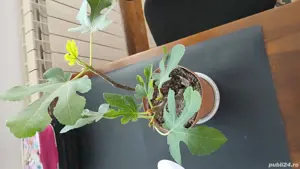 Smochini galbeni anul 2 - imagine 5