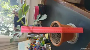 Smochini galbeni anul 2 - imagine 4