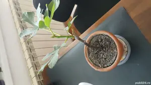 Smochini galbeni anul 2 - imagine 2