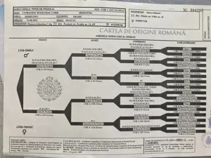 Ciobanesc romanesc corb - imagine 2
