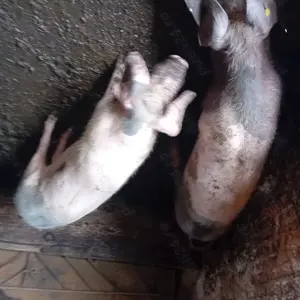 Vând două scroafe - imagine 4