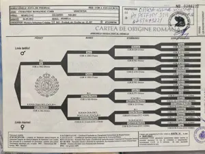 Ciobanesc romanesc corb - imagine 3