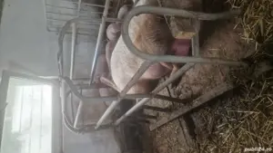 vand boxe fatare scroafe - imagine 3 vand boxe fatare scroafe - imagine 3