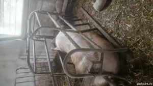 vand boxe fatare scroafe