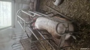 vand boxe fatare scroafe - imagine 4 vand boxe fatare scroafe - imagine 4