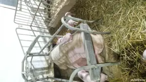 vand boxe fatare scroafe - imagine 2 vand boxe fatare scroafe - imagine 2