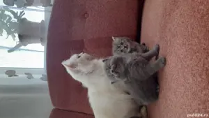 vand pui pisica persana 6 saptamani