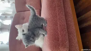 vand pui pisica persana 6 saptamani - imagine 5 vand pui pisica persana 6 saptamani - imagine 5