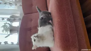 vand pui pisica persana 6 saptamani - imagine 4 vand pui pisica persana 6 saptamani - imagine 4