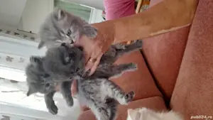 vand pui pisica persana 6 saptamani - imagine 3 vand pui pisica persana 6 saptamani - imagine 3