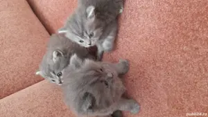 vand pui pisica persana 6 saptamani - imagine 2 vand pui pisica persana 6 saptamani - imagine 2