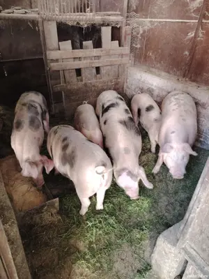 Grăsuni și Porcușori  - imagine 3