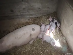 Grăsuni și Porcușori 