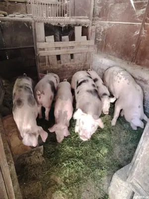 Grăsuni și Porcușori  - imagine 4