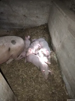 Grăsuni și Porcușori  - imagine 5