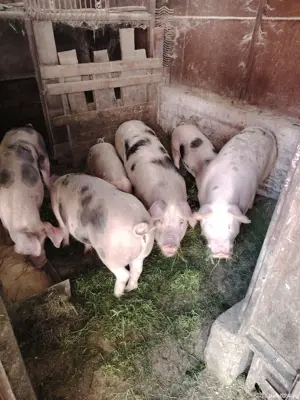 Grăsuni și Porcușori  - imagine 2