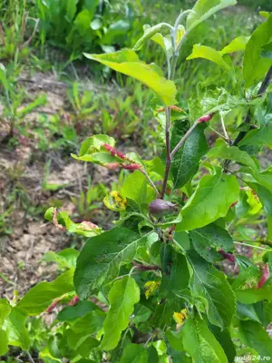 teren intravilan Stancesti - imagine 5