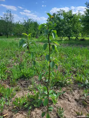 teren intravilan Stancesti - imagine 2