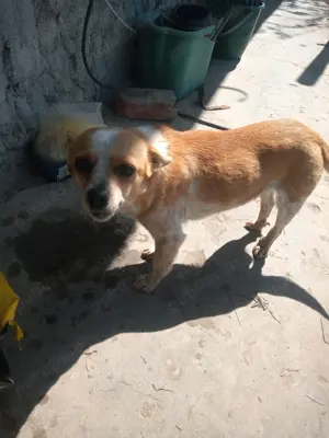 DONEZ catelusa vrednica  - imagine 4