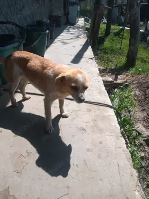 DONEZ catelusa vrednica  - imagine 3