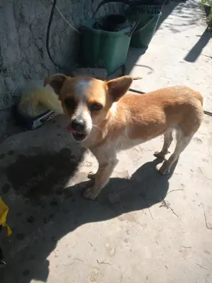 DONEZ catelusa vrednica  - imagine 2