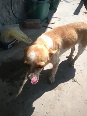 DONEZ catelusa vrednica  - imagine 5