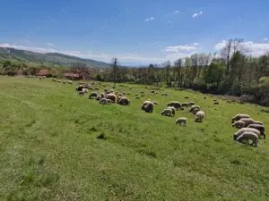 Vand 100 de oi cu miei. Au Certificat de Origine