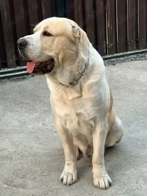 Vand mascul Ciobanesc de Asia Centrala - imagine 2